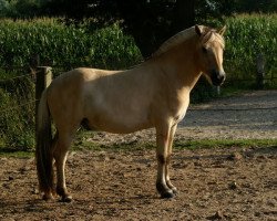 horse Haug Sondre (Fjord Horse, 2007, from Hendryk)