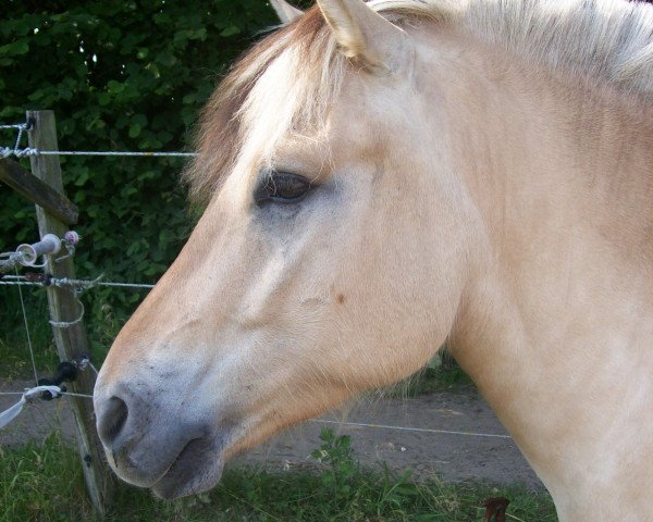 horse Soenkeblakken (Fjord Horse, 2009, from Stedjeblakken)