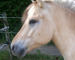 horse Soenkeblakken (Fjord Horse, 2009, from Stedjeblakken)