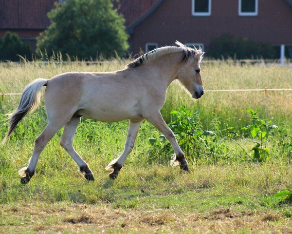 horse Jalte (Fjord Horse, 2015, from Jonathan)