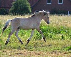 horse Jalte (Fjord Horse, 2015, from Jonathan)