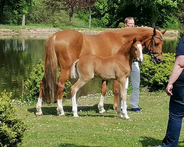 Dressurpferd Dance with me (Deutsches Reitpony, 2020, von Kastanienhof Donnertrommler)