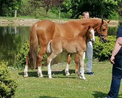 Dressurpferd Dance with me (Deutsches Reitpony, 2020, von Kastanienhof Donnertrommler)