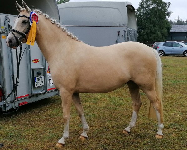 broodmare Blütenzauber (German Riding Pony, 2017, from The Braes My Mobility)