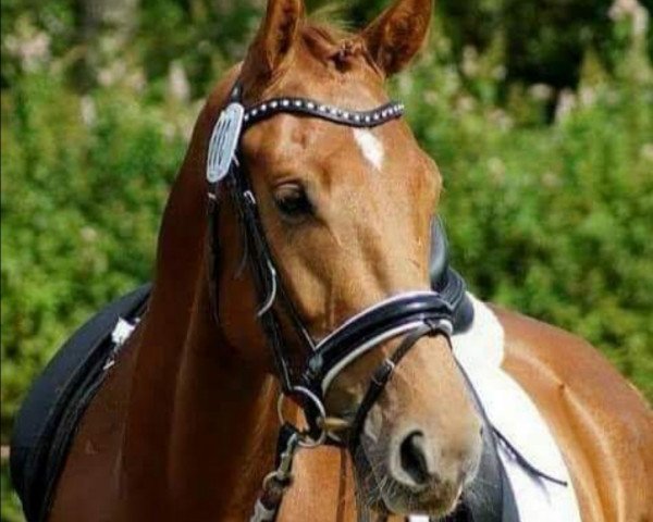 dressage horse Convalido-Aventurin (Holsteiner, 2011, from Catalido)