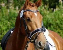 dressage horse Convalido-Aventurin (Holsteiner, 2011, from Catalido)