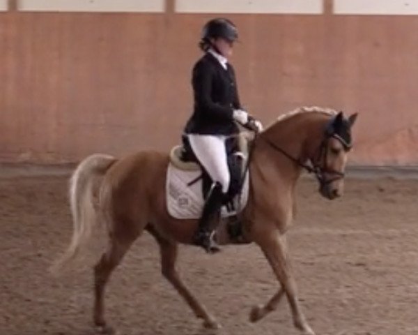 dressage horse Carlos (German Riding Pony, 2003, from FS Champion de Luxe)