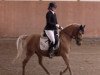 dressage horse Carlos (German Riding Pony, 2003, from FS Champion de Luxe)