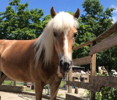 dressage horse Fidji des Hoberaux (Haflinger Mix,  )