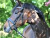 broodmare Bien Aimee (Westphalian, 2016, from Bordeaux 28)