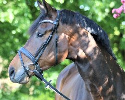 Zuchtstute Bien Aimee (Westfale, 2016, von Bordeaux 28)