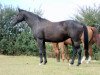 broodmare Diva (Hanoverian, 1999, from Dream of Glory)