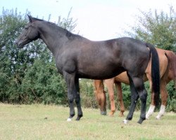 Pferd Diva (Hannoveraner, 1999, von Dream of Glory)