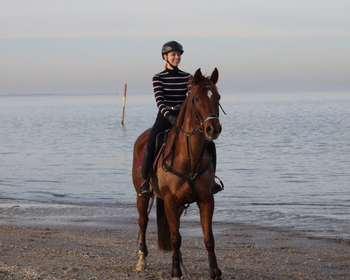 Springpferd Deichfräulein (Oldenburger, 2011, von Demirel)
