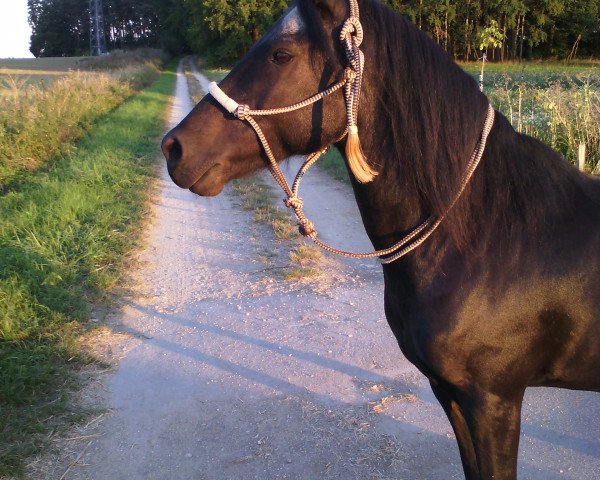 horse Niagara at Little Uncle (Knabstrupper, 2002, from PrH Nord-Star)