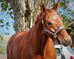 jumper Balotelly (Hanoverian, 2010, from Bonifatius)