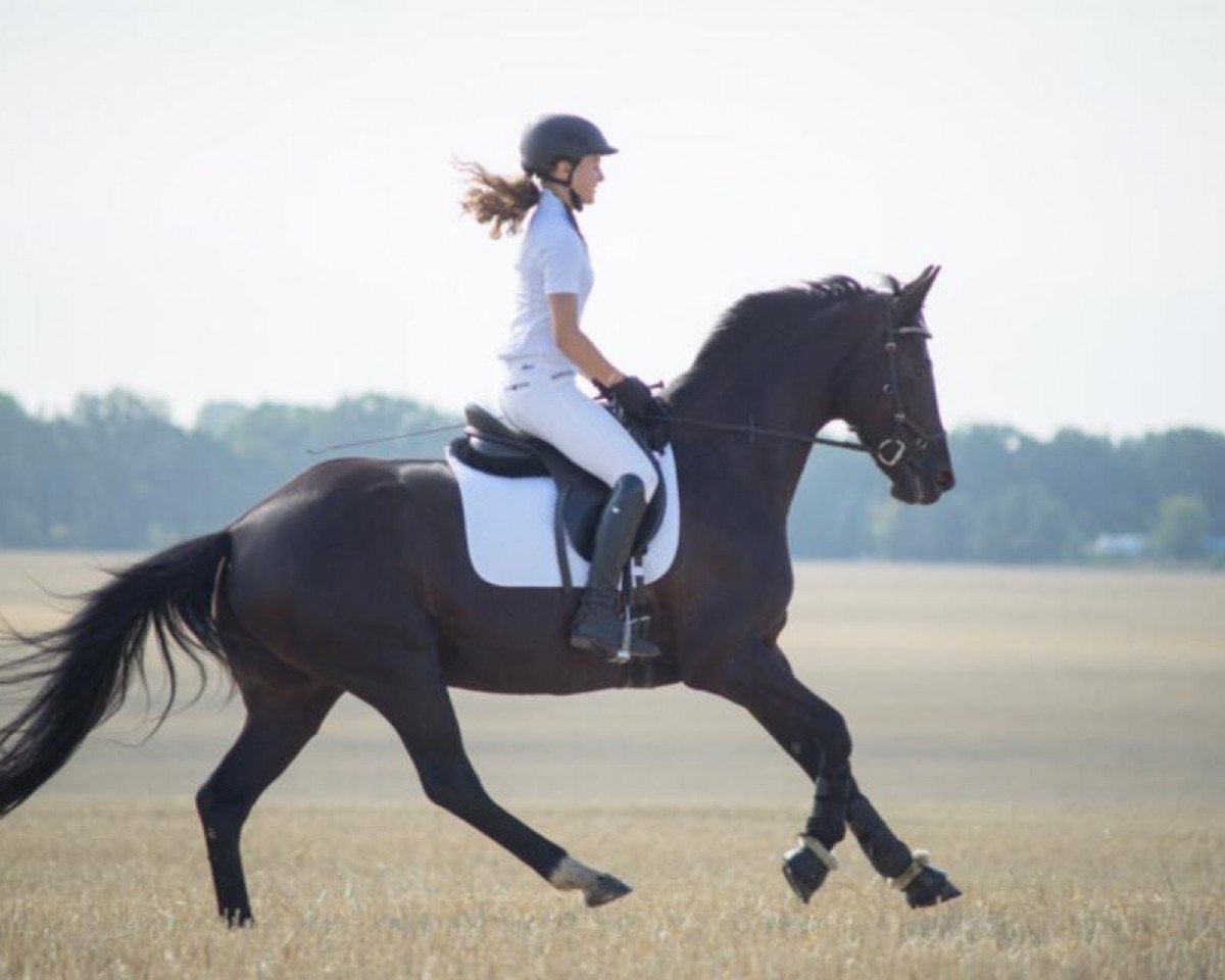 dressage horse Dodona (Hanoverian, 2011, from Dagostini)