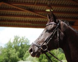 dressage horse Fedon Black (Westphalian, 2013, from Feedback 16)