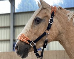 dressage horse Golden Mira DU (Rhinelander, 1995)