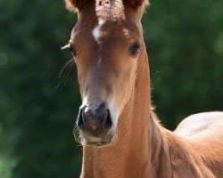 dressage horse For Amour (Oldenburg, 2017, from For Romance I)