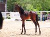 dressage horse Egale Primera (Oldenburg, 2020, from DSP Marc Cain)