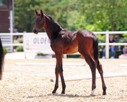 dressage horse Egale Primera (Oldenburg, 2020, from DSP Marc Cain)