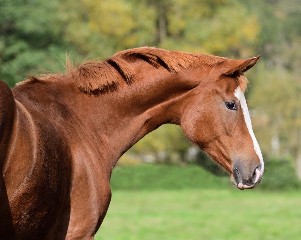 broodmare Escapade (Oldenburg, 2015, from Sir Donnerhall I)