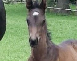 dressage horse Franko ML (Westphalian, 2020, from First Selection)