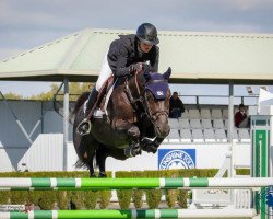 jumper Number One (Belgian Warmblood, 2013, from Presley Boy)