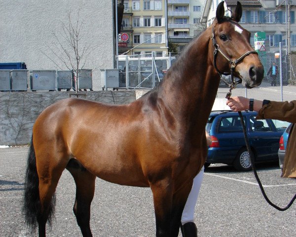stallion Carentino VZ (Holsteiner, 1998, from Caretino)