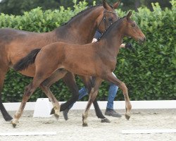 dressage horse Fonquistador (Westphalian, 2020, from Fonq)