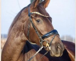 broodmare Dunkle Schokolade V (Hanoverian, 2013, from Destano)