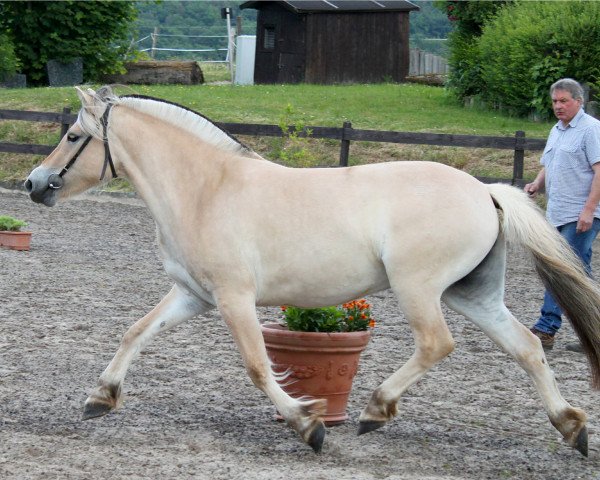 broodmare Sølve (Fjord Horse, 2012, from Dylan)