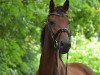 broodmare Forty`s Fairytale (Holsteiner, 2011, from Favoritas xx)