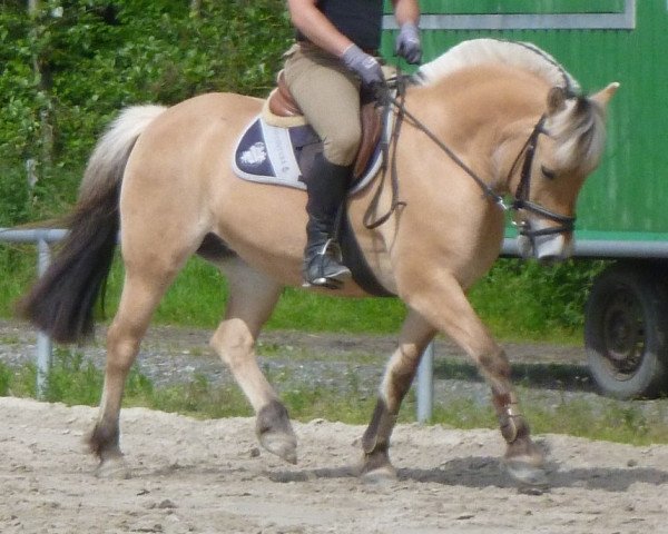 horse Hexe 376 (Fjord Horse, 2002, from Havik III)