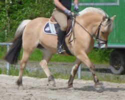 Pferd Hexe 376 (Fjordpferd, 2002, von Havik III)