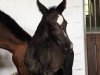 dressage horse Eviva da Silva (Oldenburg, 2020, from DSP Marc Cain)