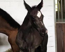 dressage horse Eviva da Silva (Oldenburg, 2020, from DSP Marc Cain)