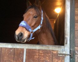 horse Sander 53 (New Forest Pony, 2010, from Nieuwmoeds Patrick)