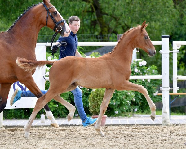 dressage horse Miquele da Silva (Oldenburg, 2020, from Morricone)