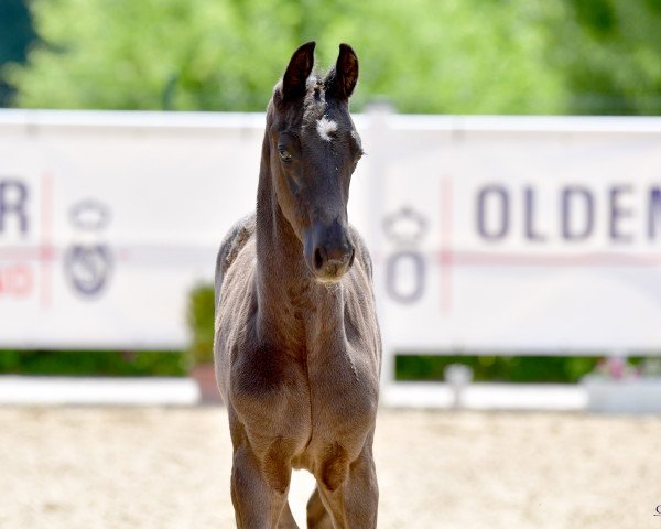 dressage horse Feinrich´s Hazy (Oldenburg, 2020, from Feinrich)