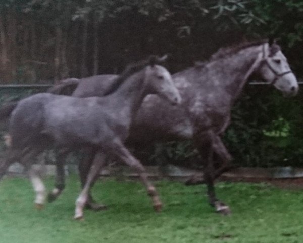 Zuchtstute Racey (KWPN (Niederländisches Warmblut), 1998, von Bustron)