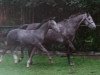 Zuchtstute Racey (Koninklijk Warmbloed Paardenstamboek Nederland (KWPN), 1998, von Bustron)
