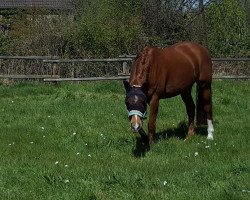 dressage horse Apachenator (Westphalian, 2008, from Arpeggio)