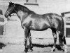 stallion Detvan xx (Thoroughbred, 1949, from Gradivo xx)
