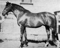 stallion Detvan xx (Thoroughbred, 1949, from Gradivo xx)