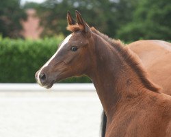 dressage horse Stute von Vivat Rex (Westphalian, 2020, from Vivat Rex)