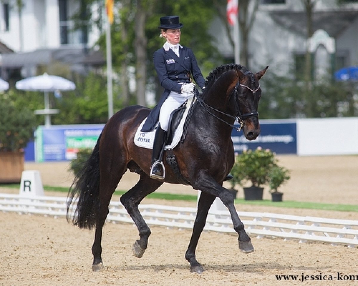 Deckhengst Damsey FRH (Hannoveraner, 2002, von Dressage Royal)