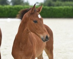 dressage horse Hengst von Sir Heinrich (Westphalian, 2020, from Sir Heinrich OLD)