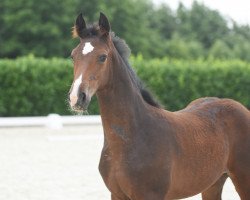 Springpferd Hengst von Balinsky (Westfale, 2020, von Balinsky)